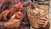 Private traditional lunch with pure produce on a Corfu farm
