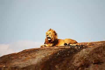Best-Selling 4 Days Tanzania Private Mid-Range Safari Tour