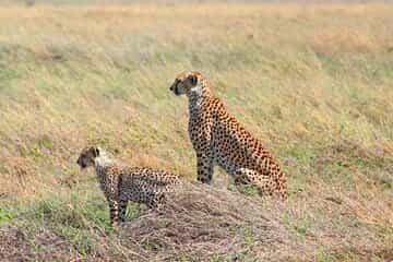 Best-Selling 4 Days Tanzania Private Mid-Range Safari Tour