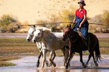 Horse Breeders’ Paradise