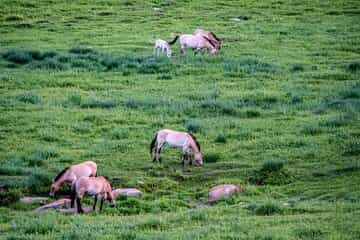 Horse Breeders’ Paradise