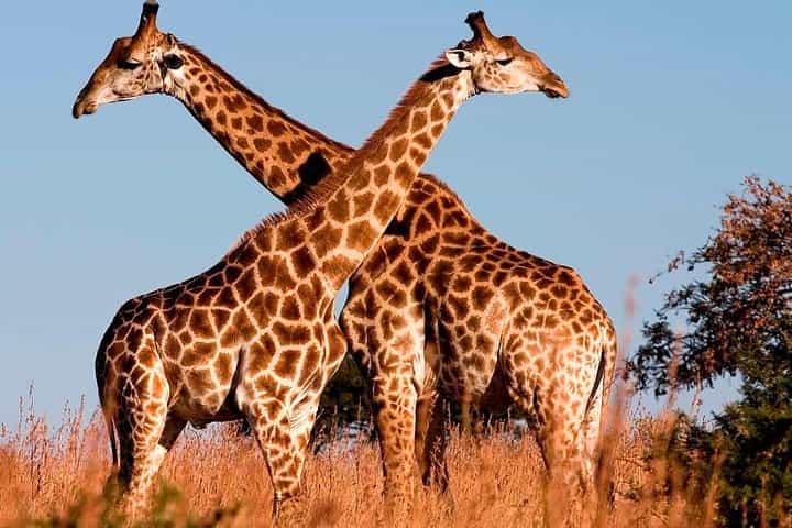 10 Days Best of Kenya Big Five Wildlife Safari