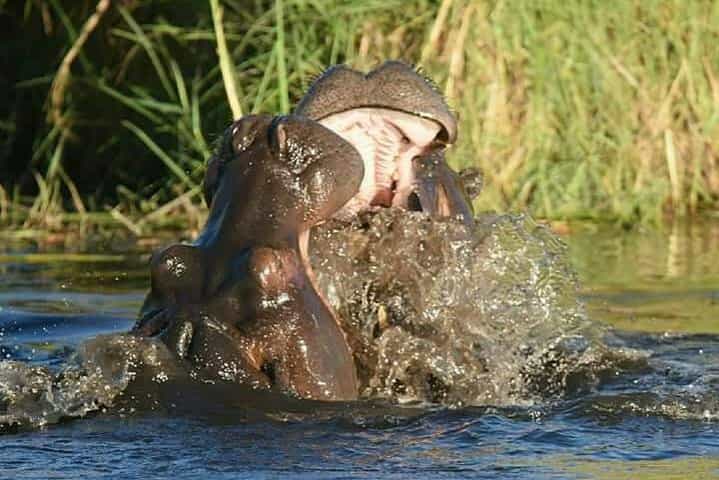 טיול יומי לצ'ובה