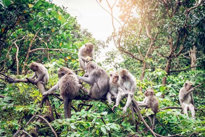 יום מלא: ביקור בכפר אובוד וסביבתו - סיורים מפורסמים בבאלי
