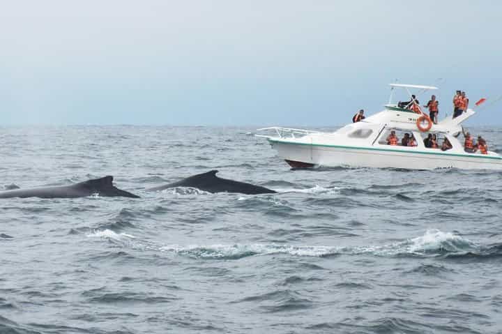 צפייה בלווייתני מקפצים + סיור אקולוגי סמנה