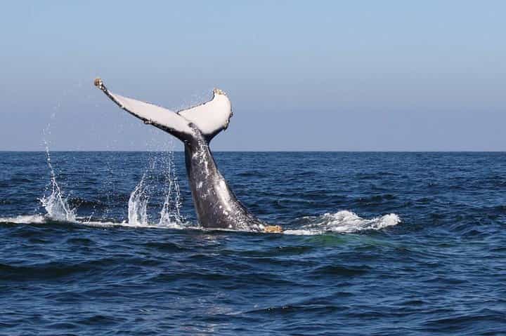 צפייה בלווייתני מקפצים + סיור אקולוגי סמנה