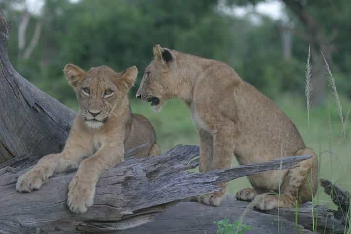 חבילת טיול של 2 ימים בזמביה ובוטסואנה