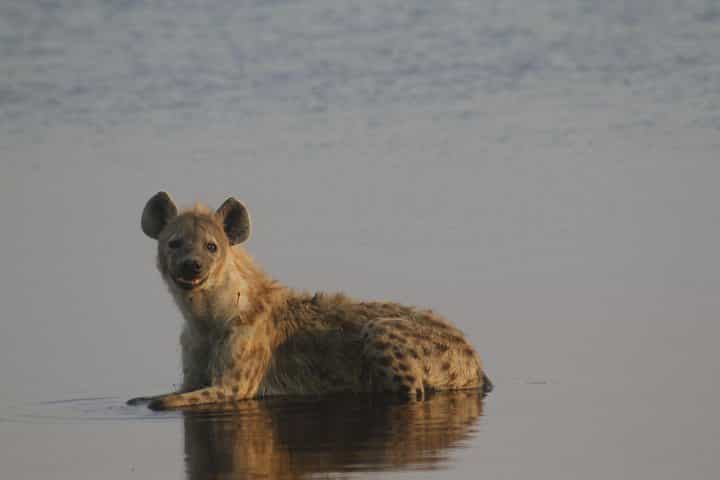 חבילת טיול של 2 ימים בזמביה ובוטסואנה