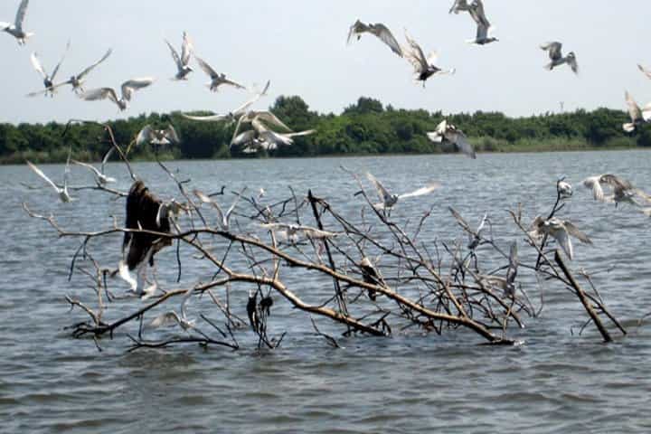 Exclusive: Muthurajawela Bird Watching Tour with Transfers