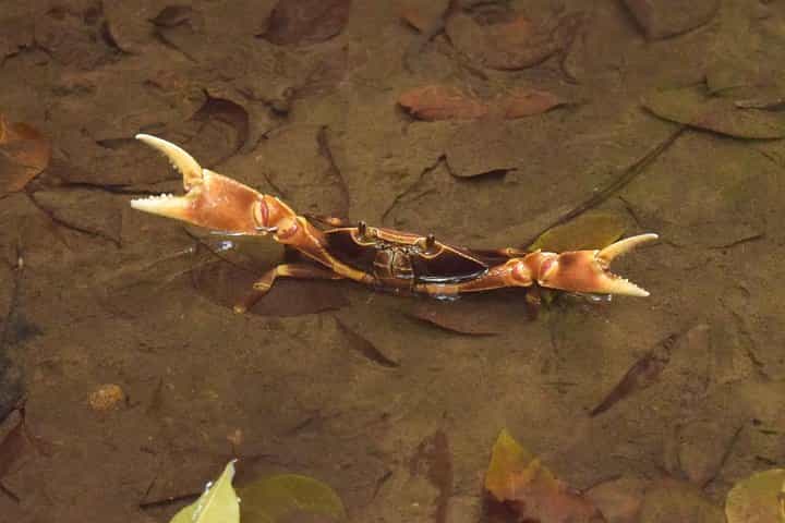 שביל טיול נייטר וורלד סנט לוסיה