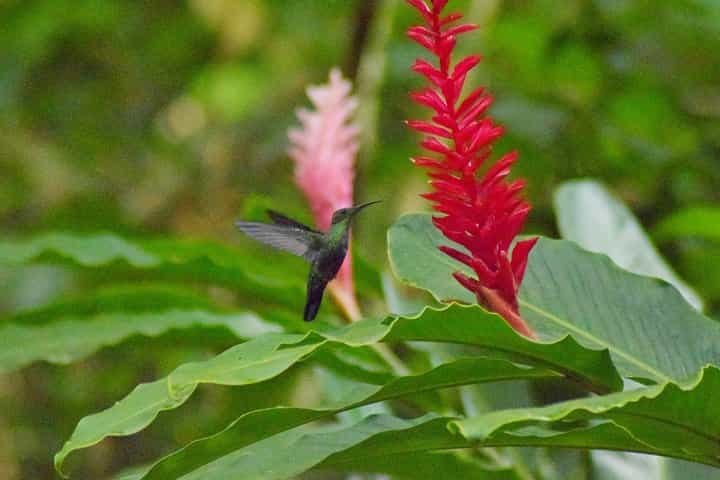 שביל טיול נייטר וורלד סנט לוסיה
