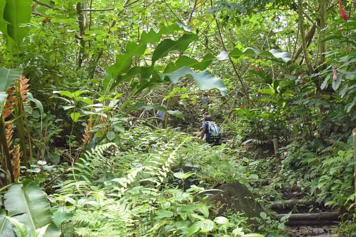 שביל טיול נייטר וורלד סנט לוסיה