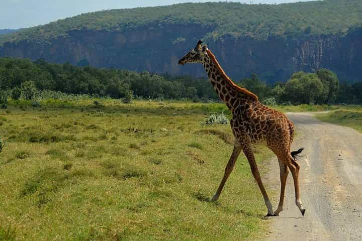 ספארי הרפתקאות תקציב של 7 ימים בקניה