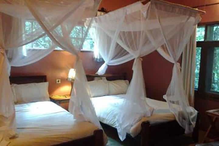 מעקב אחרי גורילות בפארק הלאומי בווינדי