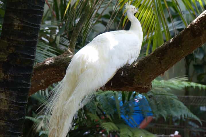 Malaysia: Langkawi Wildlife Park Entry Ticket
