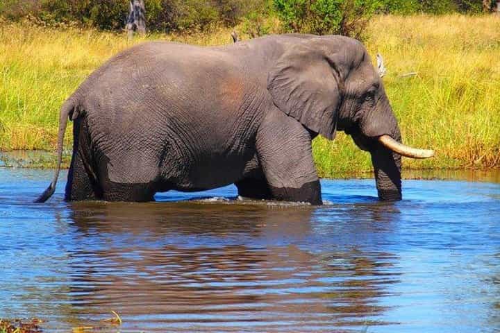 נסיעת ספארי/מעקב אחרי קרנפים לבנים
