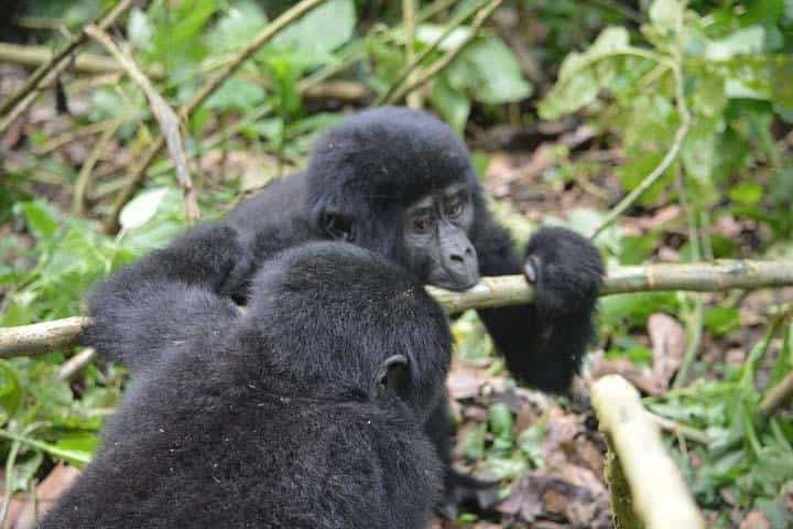 7 ימים של טיול חיות שימפנזים, טיול גורי גורי וספארי של חמשת הגדולים באוגנדה