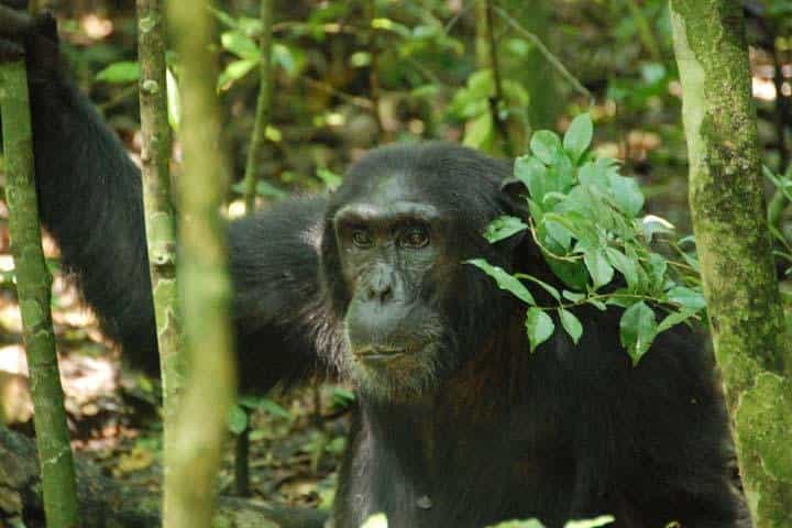 7 ימים של טיול חיות שימפנזים, טיול גורי גורי וספארי של חמשת הגדולים באוגנדה