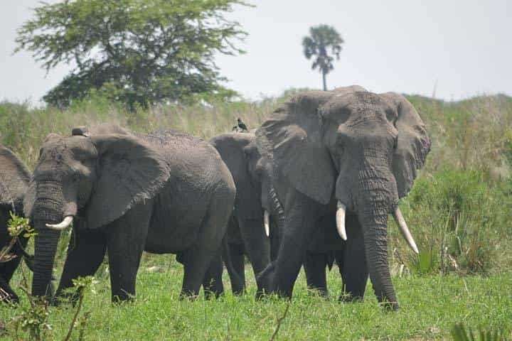 7 ימים של טיול חיות שימפנזים, טיול גורי גורי וספארי של חמשת הגדולים באוגנדה