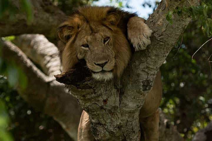 ספארי של 8 ימים במפלי מורצ'יסון, טיול עם שימפנזים וגורי גורי.