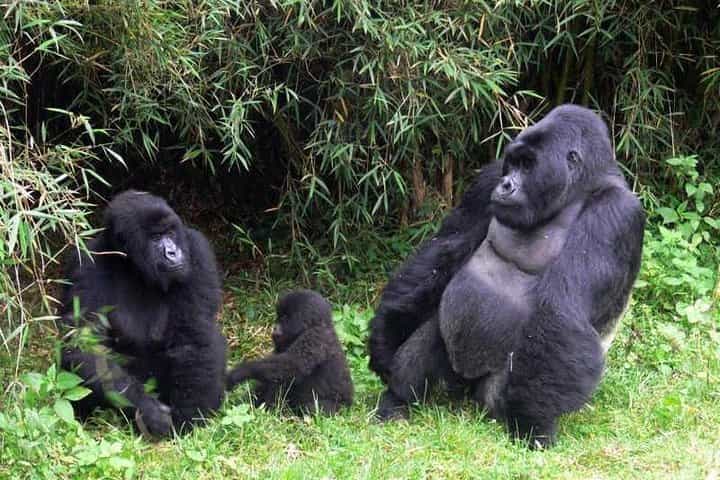 Rwanda Gorillas Adventure 5Days/4Nights ( Comfort)