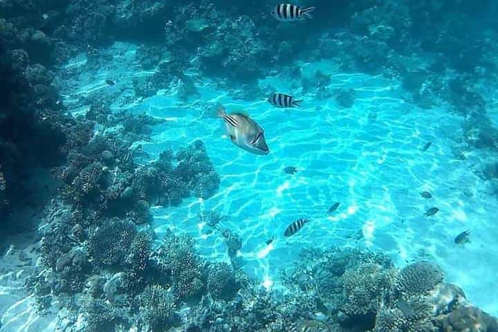  Ras Mohamed & white island boat trip in Sharm el sheikh 