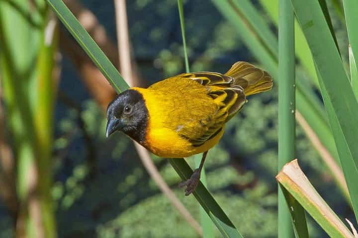 The Great Bustard Adventure 8 days Monte Gordo
