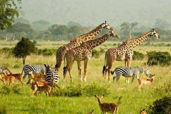 Murchison Safari with Chimpanzee Trekking 5 Days/ 4 Nights