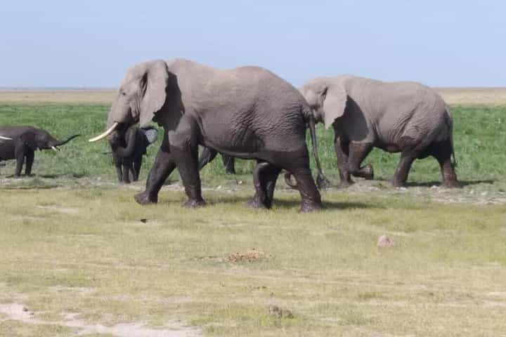 4 days Best of Kenya safaris (Tsavo East, Amboseli and Tsavo west.)
