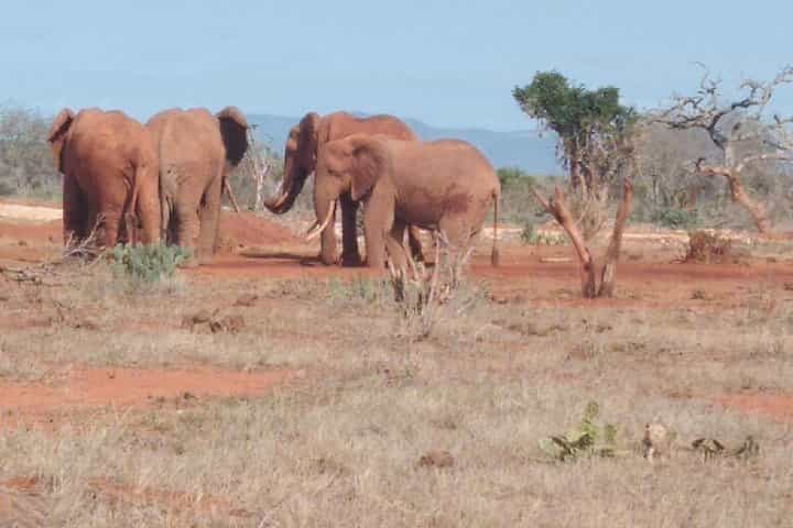 4 days Best of Kenya safaris (Tsavo East, Amboseli and Tsavo west.)