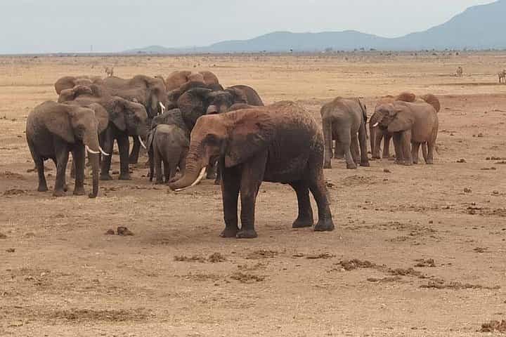 4 days Best of Kenya safaris (Tsavo East, Amboseli and Tsavo west.)