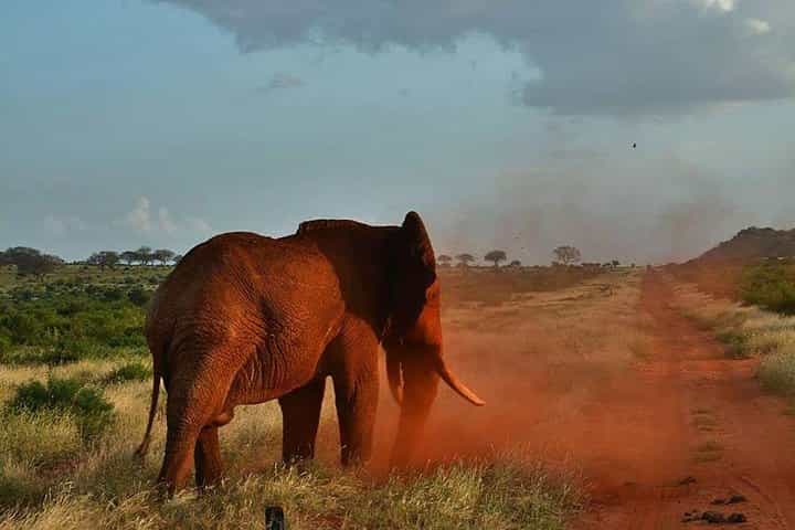 4 days Best of Kenya safaris (Tsavo East, Amboseli and Tsavo west.)