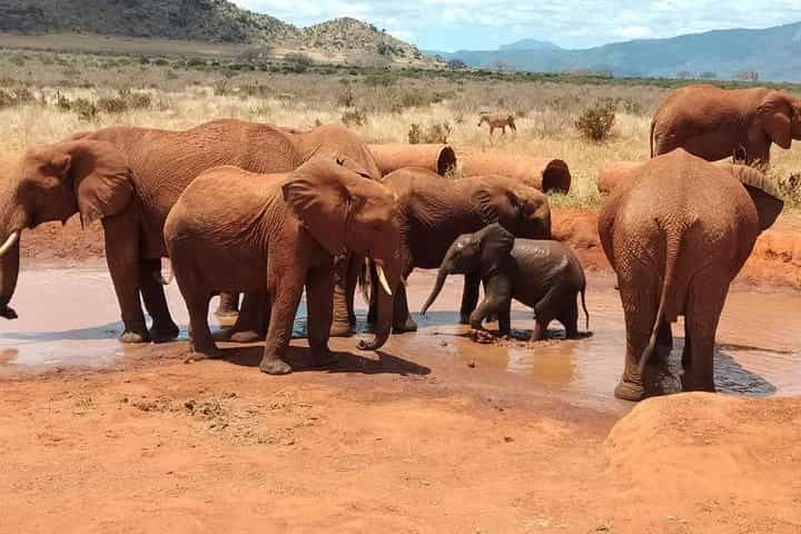 4 days Best of Kenya safaris (Tsavo East, Amboseli and Tsavo west.)