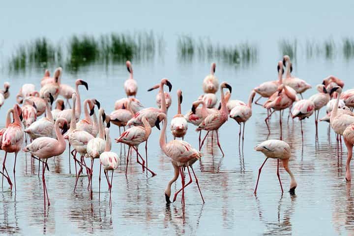 ספארי הרפתקאות תקציב של 7 ימים בקניה