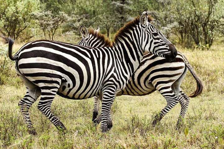 ספארי הרפתקאות תקציב של 7 ימים בקניה