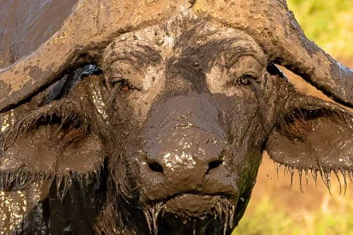 3 ימים של ספארי קניה בפארק הלאומי אמבוסלי