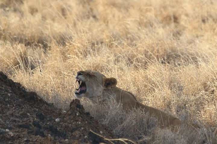 3 ימים של ספארי קניה בפארק הלאומי אמבוסלי
