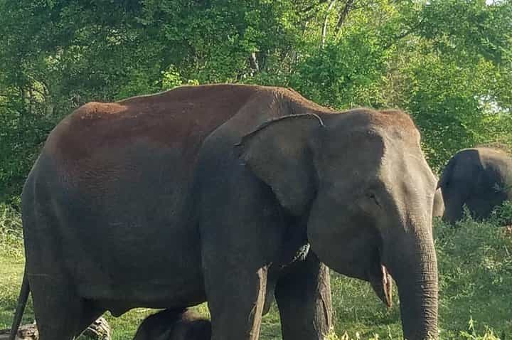 סיורים מסביב לסרי לנקה