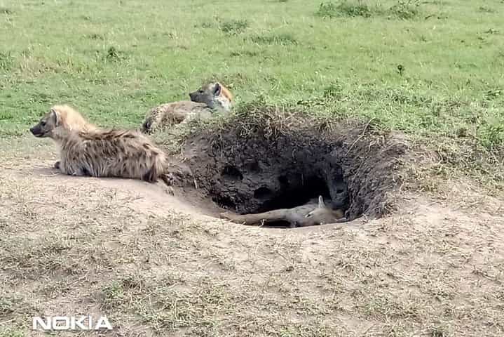 3 Days, 2 Nights Jeep Safari/Tour to Maasai Mara Game Reserve