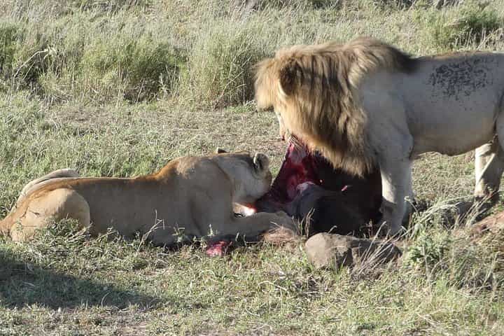 Full-Day Tarangire National Park Tour