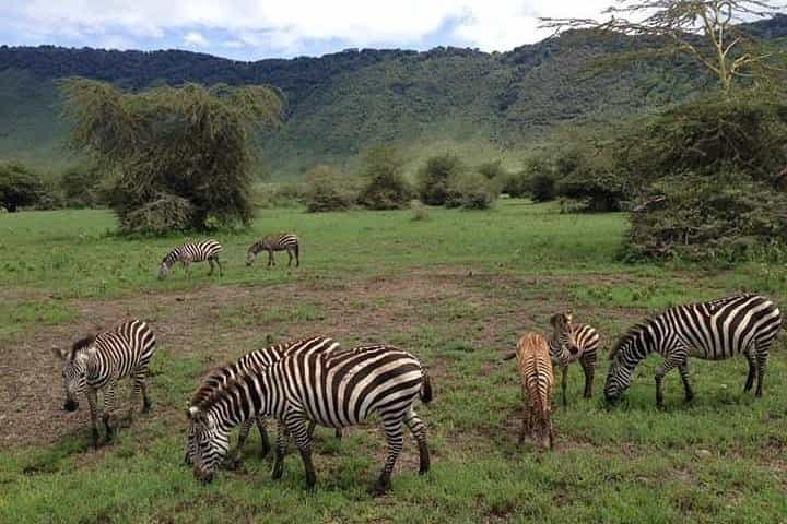 Full-Day Tarangire National Park Tour