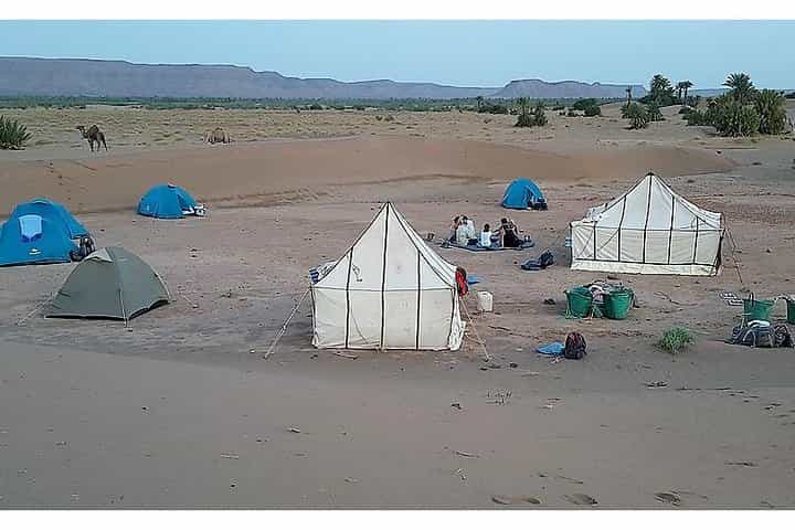 הסוד של טיול הגמלים במדבר