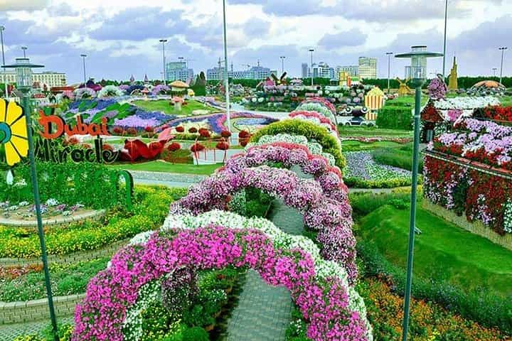 Private Dubai Miracle Garden tour with round trip transfers