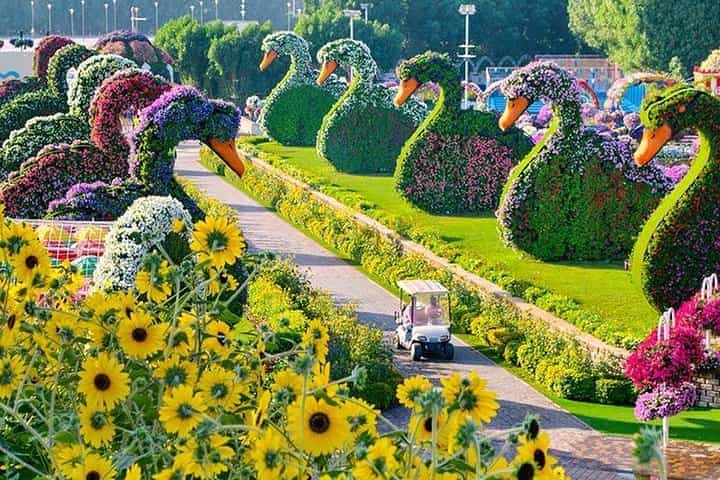 Private Dubai Miracle Garden tour with round trip transfers