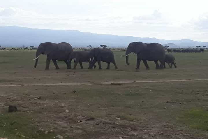 5-days-Nairobi-Arusha-lake manyara-serengeti-ngorongoro