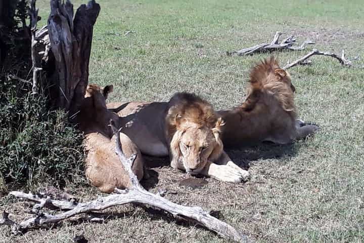 5-days-Nairobi-Arusha-lake manyara-serengeti-ngorongoro