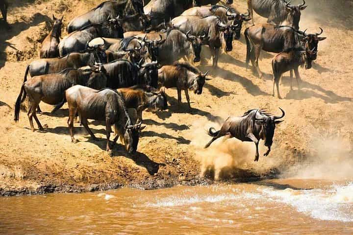 עונת הלידה של מסע הגנו 7 ימים