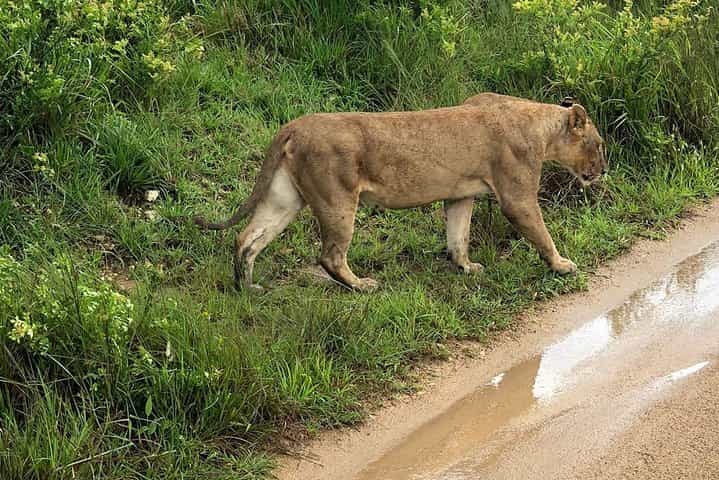 עונת הלידה של מסע הגנו 7 ימים