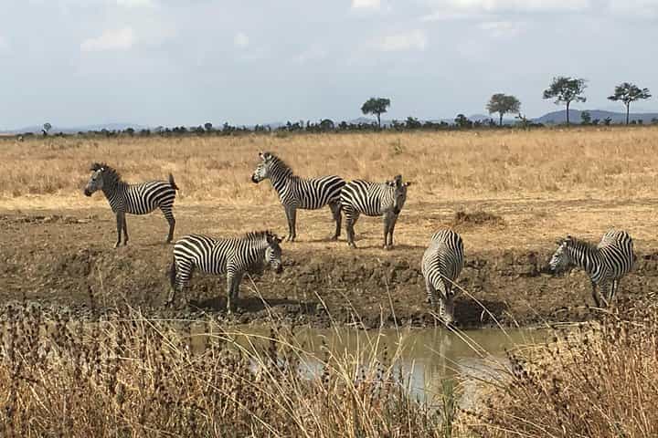 עונת הלידה של מסע הגנו 7 ימים