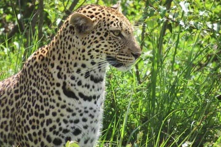 מסאי מארה לשלושה ימים, הטוב ביותר בלודג' ספארי